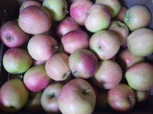 właściwości zdrowotne jabłek
