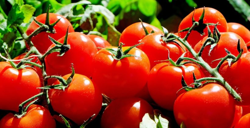 Pomidor – wartości odżywcze, zastosowanie, przepisy