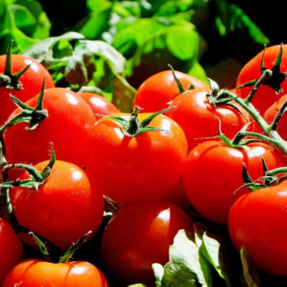 Pomidor – wartości odżywcze, zastosowanie, przepisy